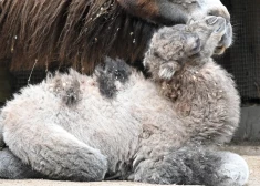 Rīgas zoodārzā dzimusī kamieļu mazulīte nosaukta par Austru