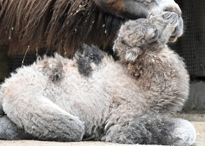 Rīgas zoodārzā dzimusī kamieļu mazulīte nosaukta par Austru