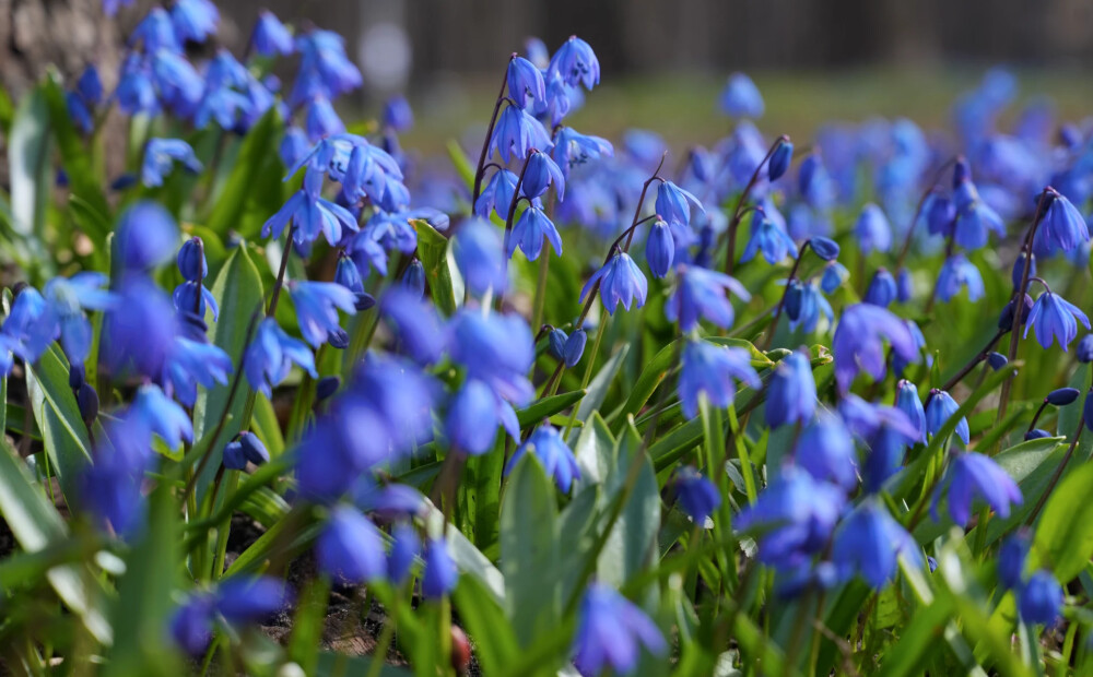 Svētdien gaiss iesils līdz +14 grādiem, vietām austrumos līs