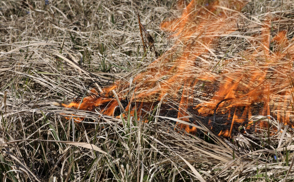 Siguldas novadā kūla degusi sešu hektāru platībā; diennaktī Latvijā dzēsti 53 ugunsgrēki