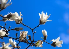 В Латвии после холодной ночи воздух днем прогреется до +14 градусов