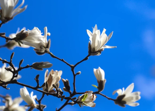 В Латвии после холодной ночи воздух днем прогреется до +14 градусов