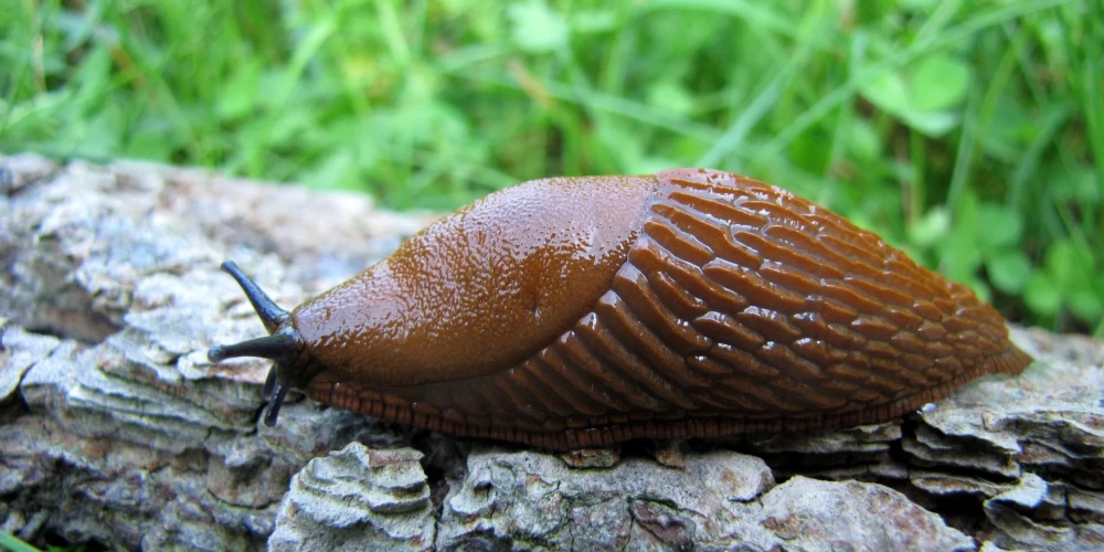 Вредное существо готовится атаковать латвийские сады и огороды.