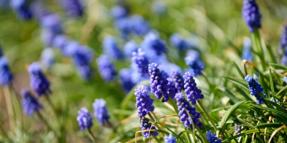 Nedēļas vidū termometra stabiņš Latvijā pakāpsies līdz +17 grādiem