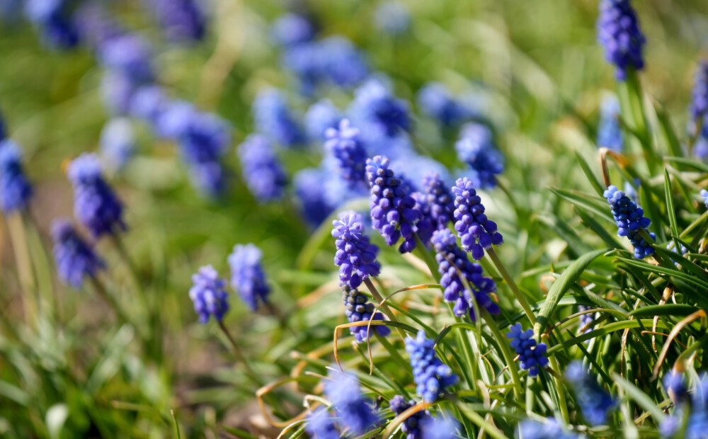 Nedēļas vidū termometra stabiņš Latvijā pakāpsies līdz +17 grādiem