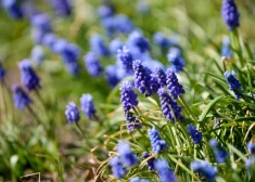 Nedēļas vidū termometra stabiņš Latvijā pakāpsies līdz +17 grādiem