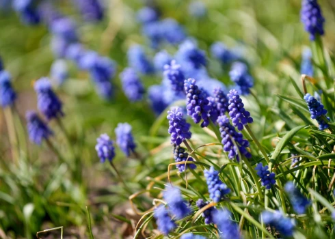 Nedēļas sākumā gaidāms mierīgs un sauss laiks.