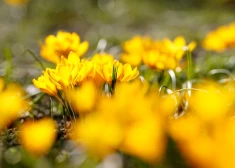 Pēc aukstas nakts Latvijā gaidāma patīkami silta pirmdiena