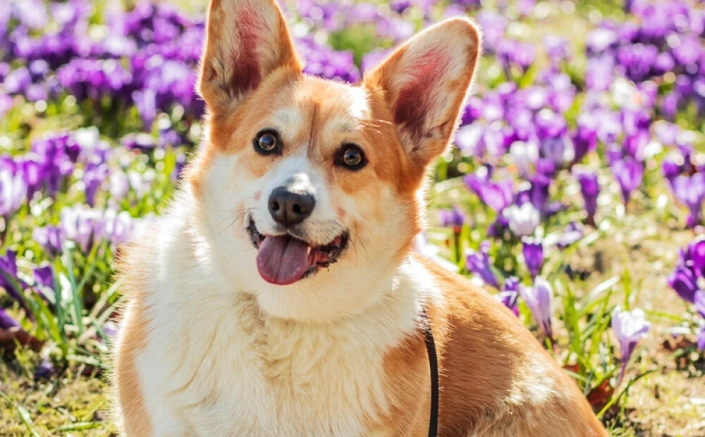 Šonedēļ samazini ātrumu, steidzies lēnām - horoskops visām zodiaka zīmēm no 13.04. līdz 19.04.