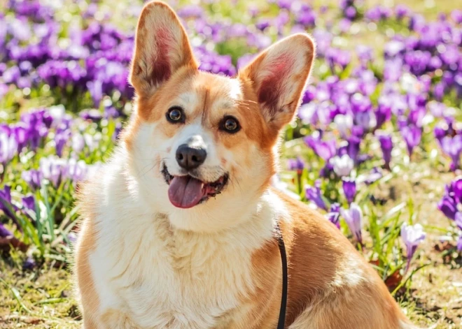 Šonedēļ samazini ātrumu, steidzies lēnām - horoskops visām zodiaka zīmēm no 13.04. līdz 19.04.