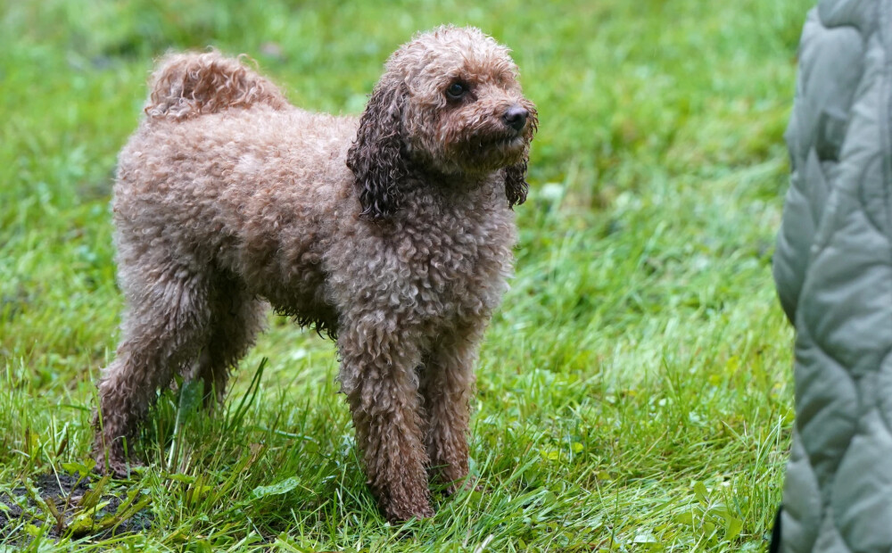 Vietām īslaicīgi līs, iespējama arī neliela krusa. Laika prognoze pirmdienai