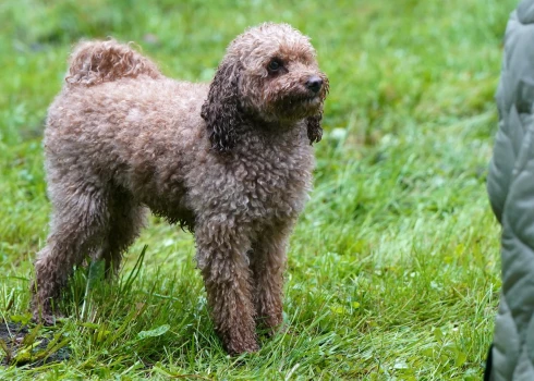 Vietām Latvijā pirmdien gaidāms īslaicīgs lietus.