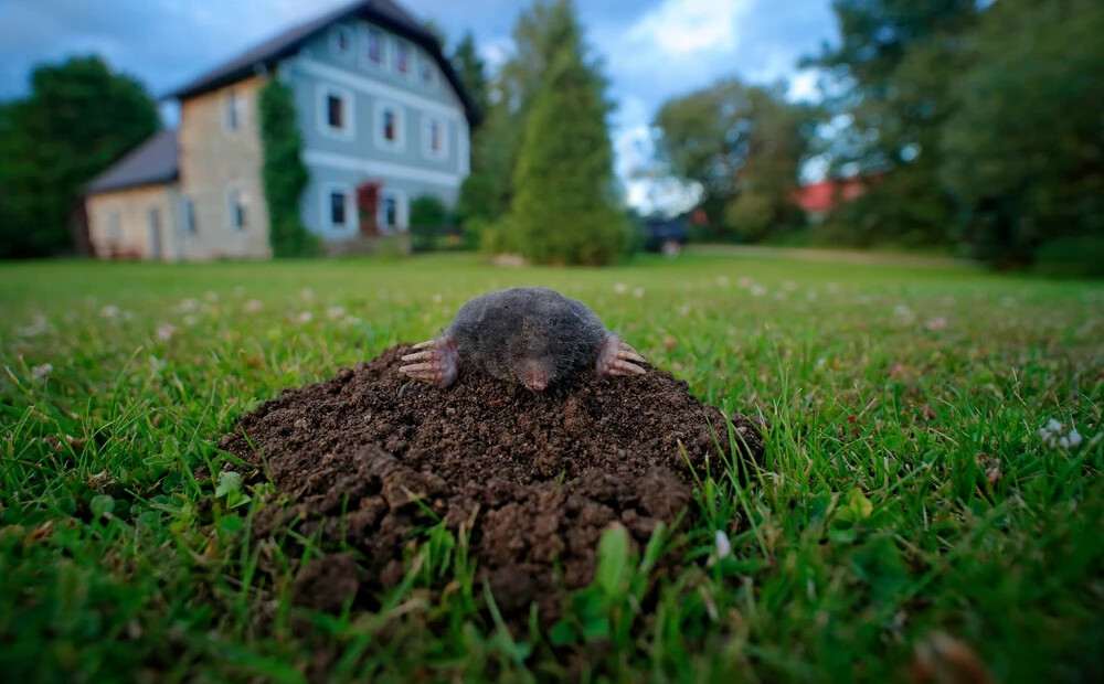 Kurmis dārzā rok un rok. Vai tiešām viņš dara tikai sliktu?