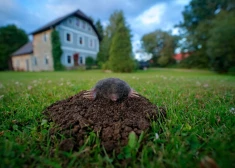 Kurmis dārzā rok un rok. Vai tiešām viņš dara tikai sliktu?