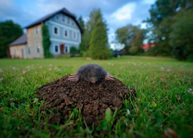 Kurmis dārzā rok un rok. Vai tiešām viņš dara tikai sliktu?
