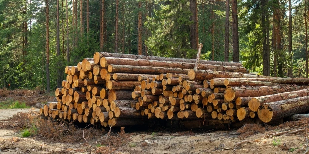 Спор о более ранней вырубке деревьев в Латвии снова вышел на политический уровень.