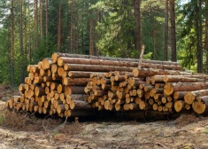 "Эти поправки противоречат интересам большинства": в Латвии снова разгорелся спор о вырубке деревьев