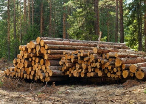 Спор о более ранней вырубке деревьев в Латвии снова вышел на политический уровень.