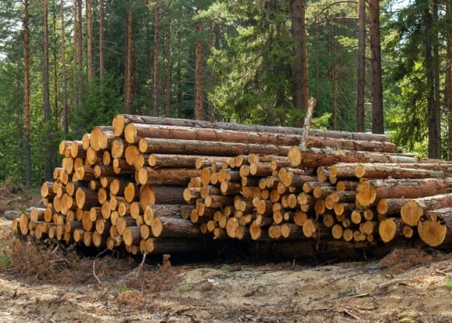 "Эти поправки противоречат интересам большинства": в Латвии снова разгорелся спор о вырубке деревьев