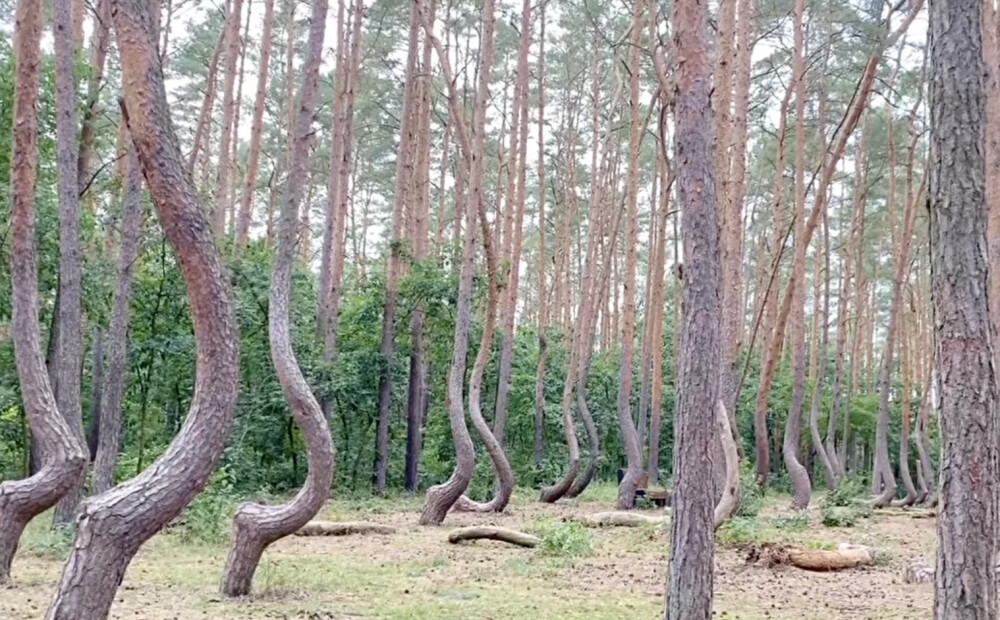Tas nelīdzinās nekam citam Eiropā. Polijas mežā novērotas neizskaidrojamas dīvainības