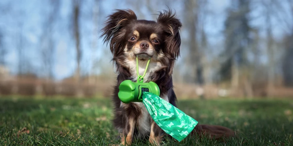 Ropažu pašvaldība atgādina – aiz saviem mīluļiem jāsavāc ekskrementi.