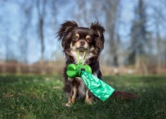 Ropažu novadā arvien biežāk sūdzas par nesavāktiem suņu ekskrementiem; pašvaldība saimniekiem atgādina par pienākumiem