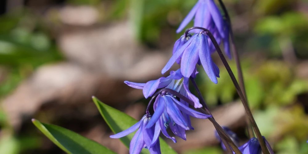 Otrdien gaiss iesils līdz +16 grādiem