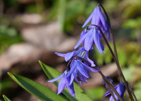 Zilsniedzītes Lielajos kapos.