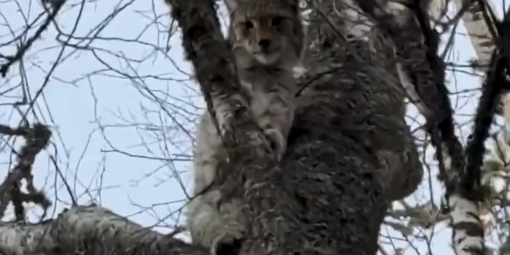 Medību suns palīdz atklāt retu skatu. 