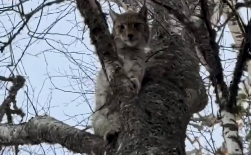 VIDEO: Latvijas mežā pamanīts iespaidīgs skats – pat eksperts pārsteigts par redzēto