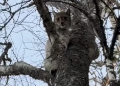 VIDEO: Latvijas mežā pamanīts iespaidīgs skats – pat eksperts pārsteigts par redzēto