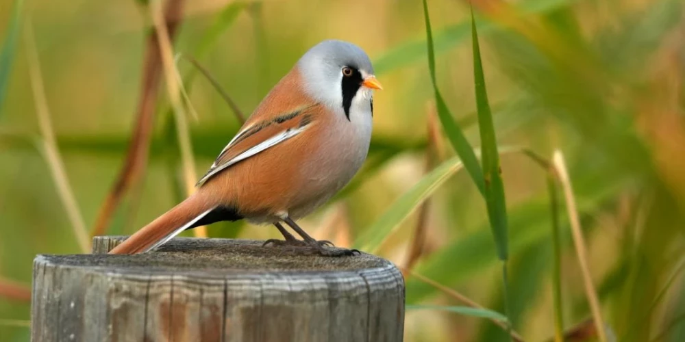 Ar vairāk nekā 100 savvaļas putnu attēliem atklāta izstāde "Mans putns 2026".