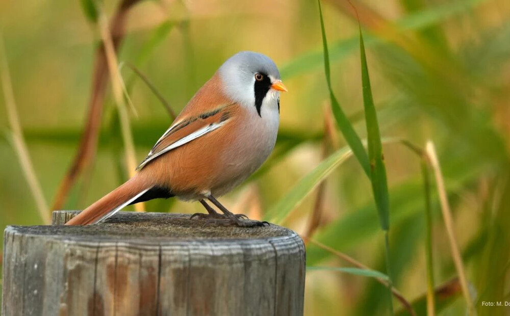 Latvijas Nacionālajā dabas muzejā apskatāma izstāde 
