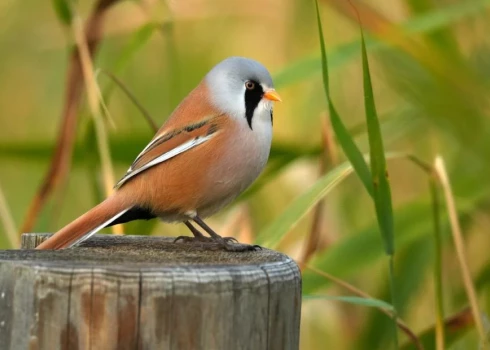 Ar vairāk nekā 100 savvaļas putnu attēliem atklāta izstāde "Mans putns 2026".