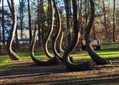 Лес-загадка в Польше: почему сотни деревьев изогнуты одинаково