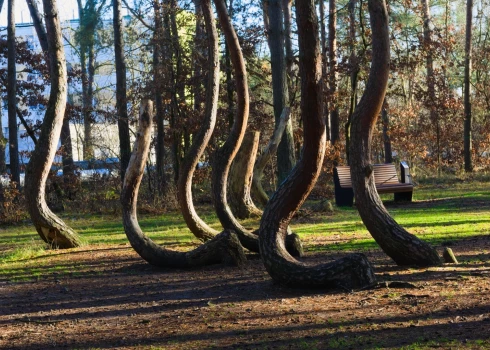 Лес в Грыфино.