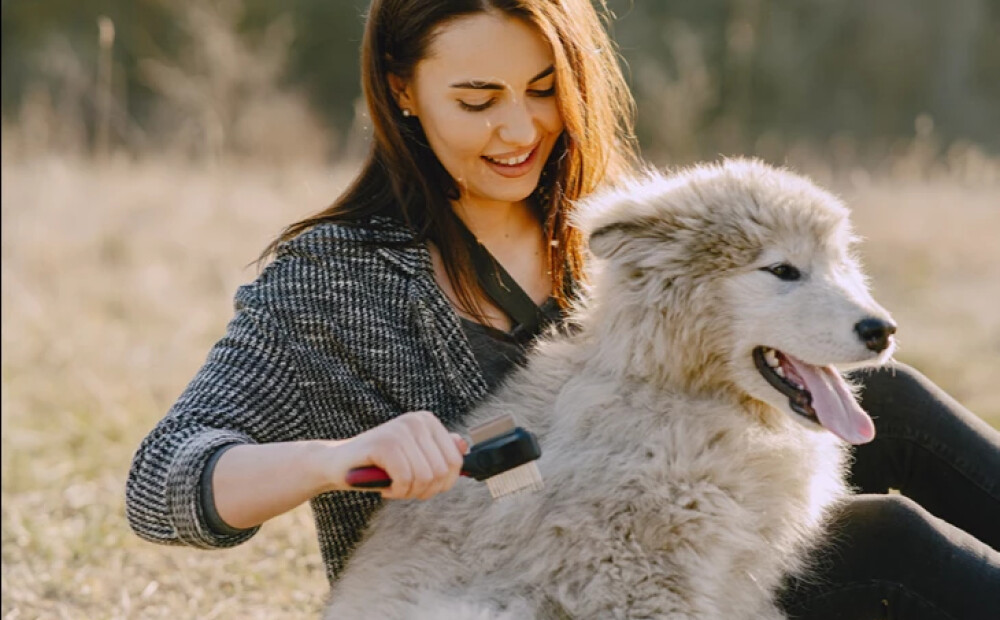 Suņa kažoka maiņa pavasarī: preces un uztura bagātinātāji, kas atvieglos dzīvi gan Tev, gan mīlulim