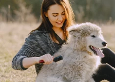 Suņa kažoka maiņa pavasarī: preces un uztura bagātinātāji, kas atvieglos dzīvi gan Tev, gan mīlulim