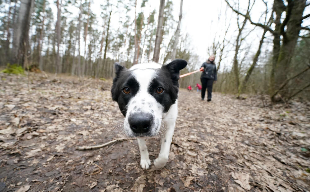Vai staigāšana var uzlabot sirdsdarbību? Skaidro kardiologs