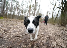 Vai staigāšana var uzlabot sirdsdarbību? Skaidro kardiologs