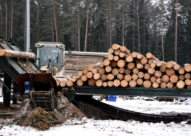 Чьи щепки летят? Леса в Латвии рубят больше, но не там, где думаете