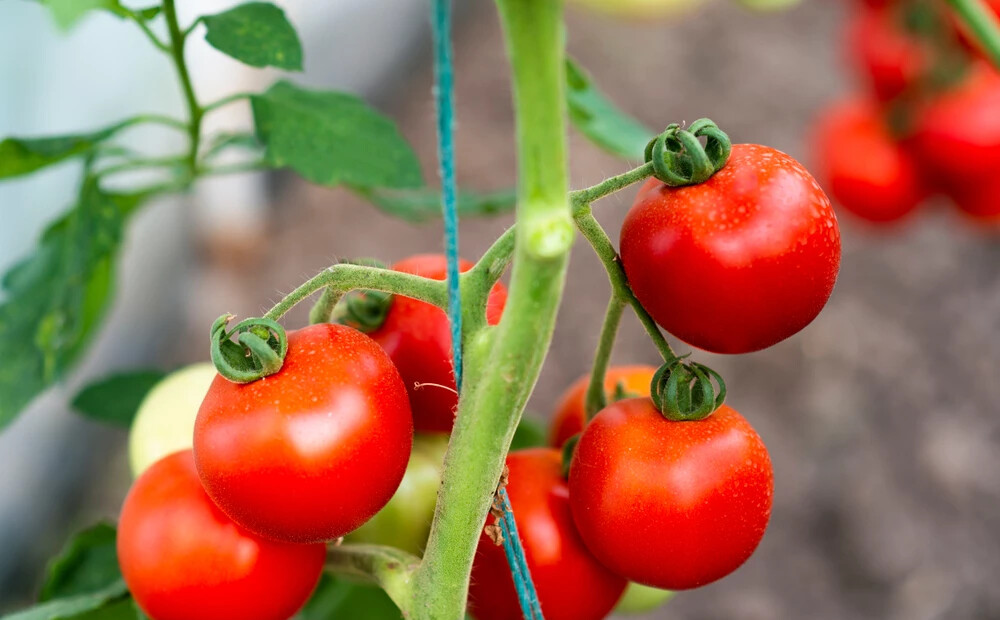 Tomātu šķirnes, kuras dārzkopji slavē gadu no gada