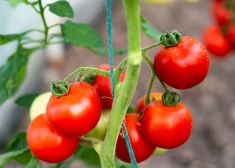 Tomātu šķirnes, kuras dārzkopji slavē gadu no gada