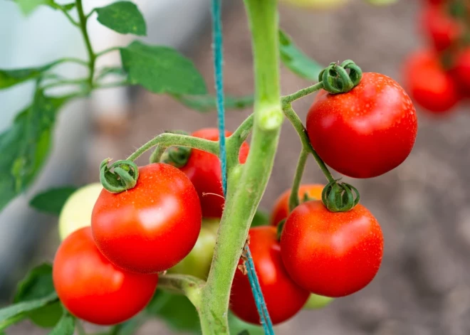 Tomātu šķirnes, kuras dārzkopji slavē gadu no gada