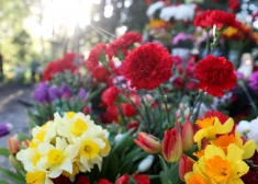 Trešdien spīdēs saule un gaiss iesils līdz +18 grādiem