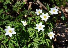 В среду воздух прогреется до +18 градусов