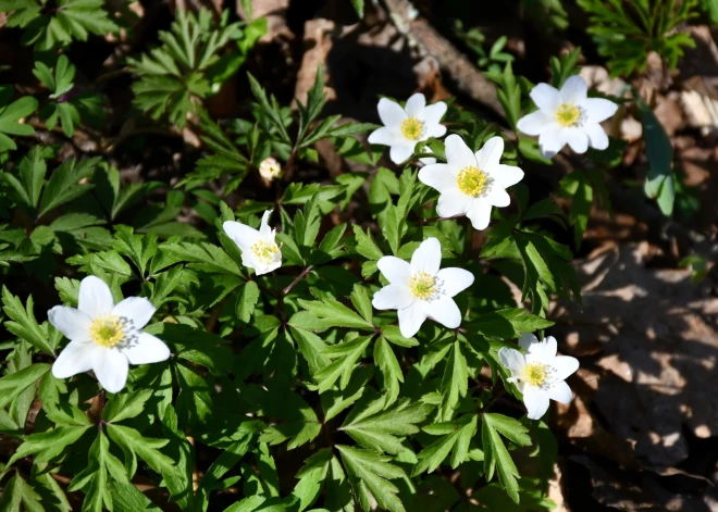 В среду воздух прогреется до +18 градусов