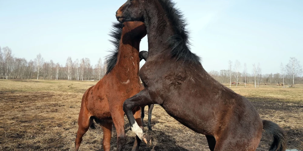 После дождливых дней в Латвии вновь усилится засушливость.