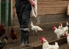 "Берите кур и сажайте капусту": латвийцам все настойчивее рекомендуют обеспечивать себя самостоятельно