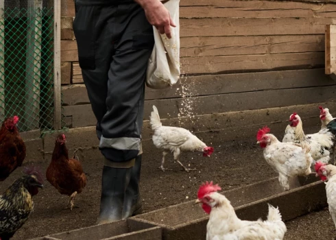 Иллюстративное фото.